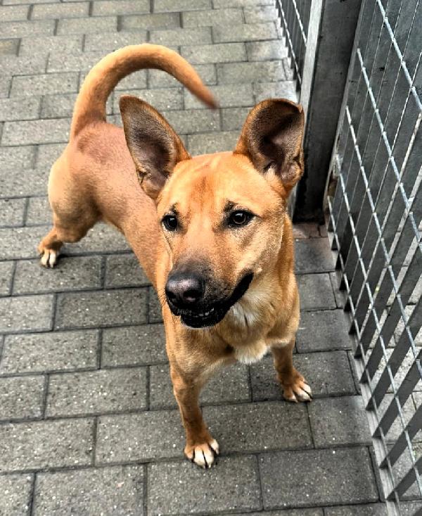 SIMBA LUPETTO  Foto 2